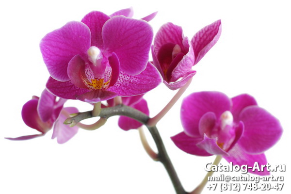 Pink orchids 91